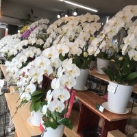 静岡県静岡市清水区の花屋　花のナカムラ