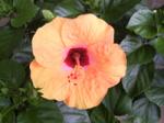 ８月の花　ハイビスカス｜「花のナカムラ」　（静岡県静岡市清水区の花キューピット加盟店 花屋）のブログ