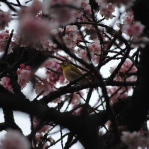 ３月の花　桜｜「花のナカムラ」　（静岡県静岡市清水区の花キューピット加盟店 花屋）のブログ