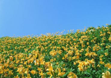7月の花　ワスレグサ｜「花のナカムラ」　（静岡県静岡市清水区の花キューピット加盟店 花屋）のブログ