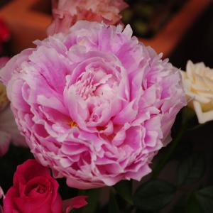 6月の花 シャクヤク 花屋ブログ 静岡県静岡市清水区の花屋 花のナカムラにフラワーギフトはお任せください 当店は 安心と信頼の花キューピット加盟店です 花キューピットタウン