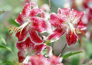 7月の花 ゆり 花屋ブログ 静岡県静岡市清水区の花屋 花のナカムラにフラワーギフトはお任せください 当店は 安心と信頼の花キューピット加盟店です 花キューピットタウン