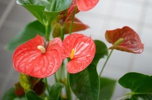 アンスリウム|「花のナカムラ」　（静岡県静岡市清水区の花屋）のブログ